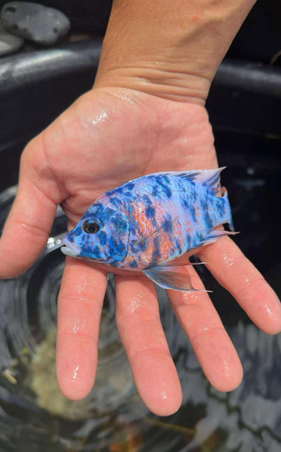 Platinum Blueberry OB