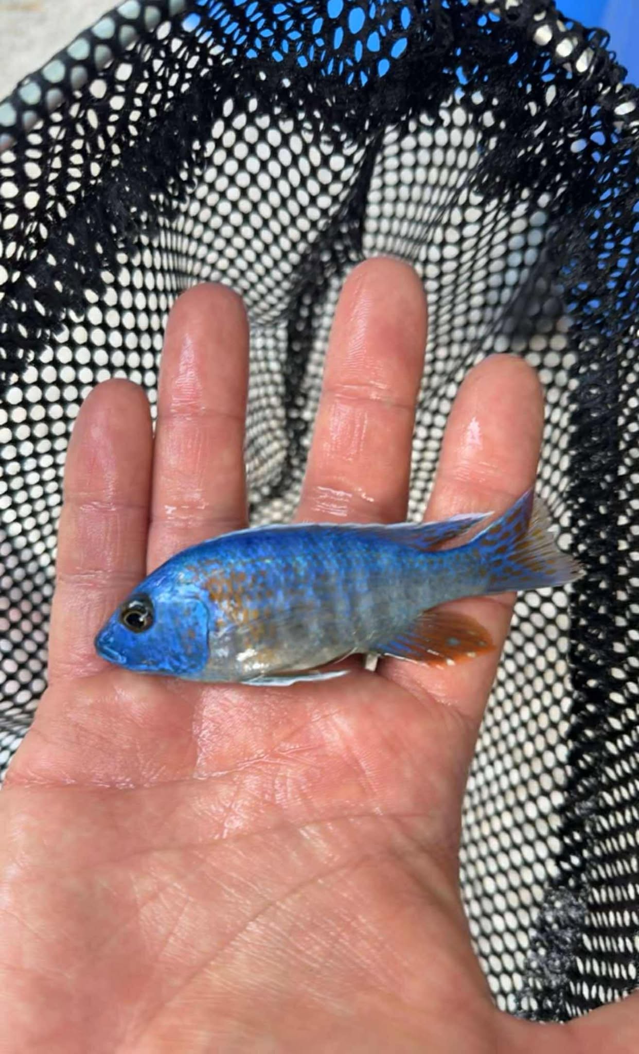 Blue Dragon Blood (Peacock)