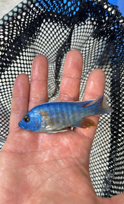 Blue Dragon Blood Peacock