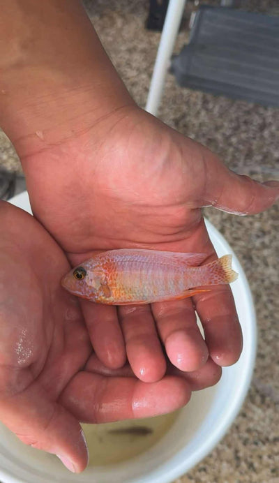 Platinum Pink Flash Peacock