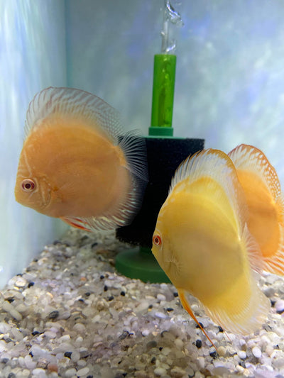 Albino Solid Golden Discus