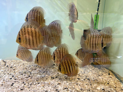 Discus (Assorted Juveniles)