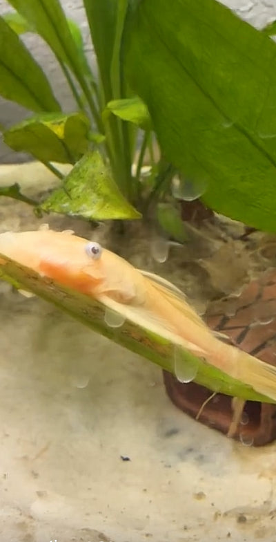 Blue Eye Lemon (Bristlenose Pleco)