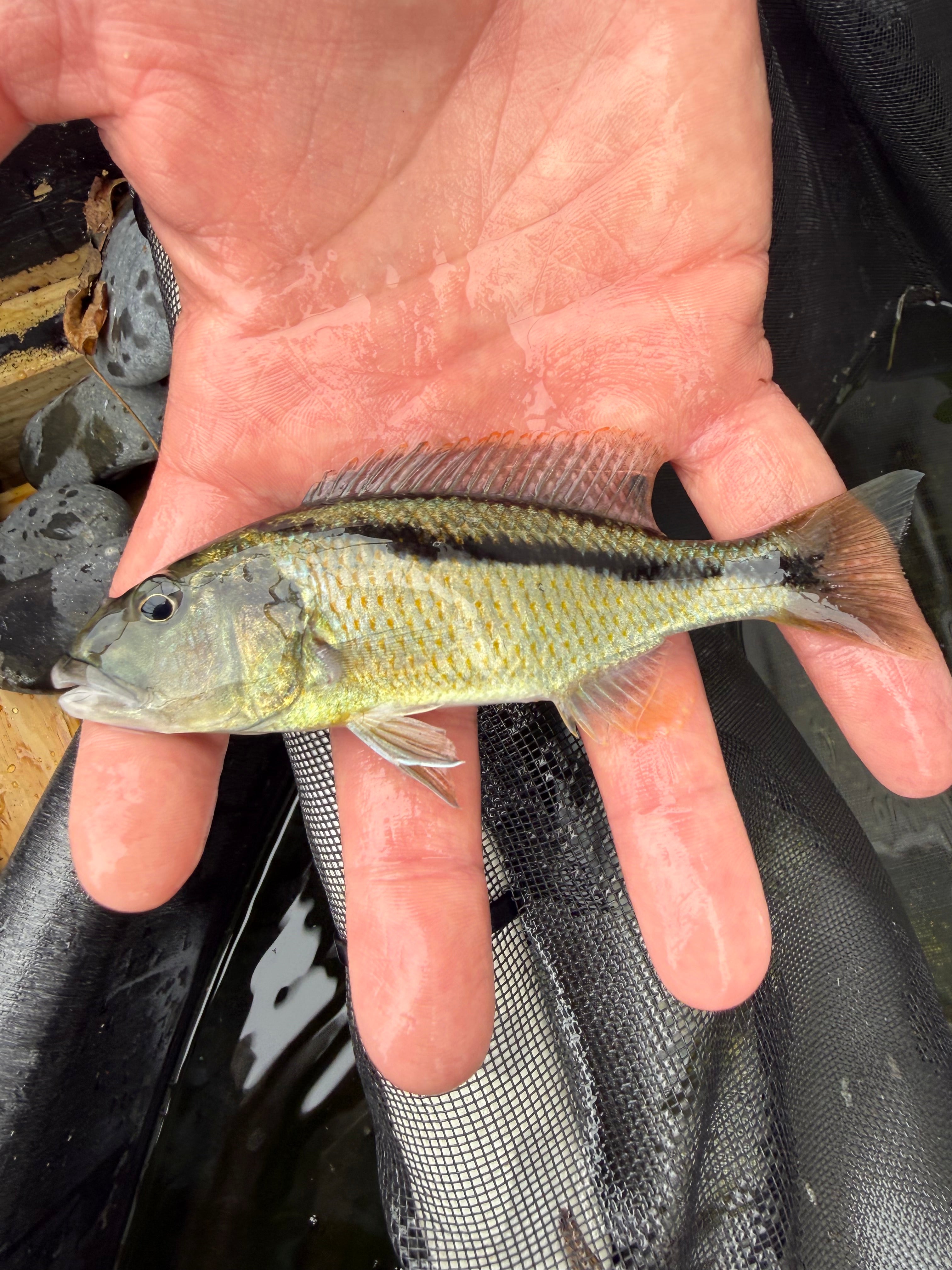 African Cichlids – Retro Aquatics